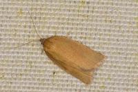 Aphelia viburnana