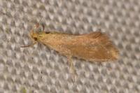 Crassa unitella