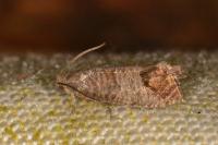 Cydia pomonella