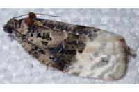 Apotomis betuletana