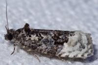 Apotomis betuletana
