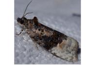 Apotomis betuletana