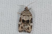 Dichelia histrionana