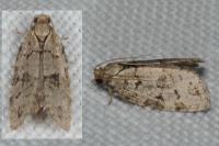 Dichelia histrionana