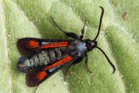 Pyropteron chrysidiforme