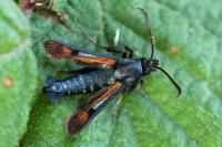 Pyropteron chrysidiforme