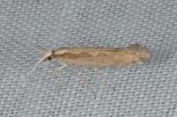 Plutella xylostella