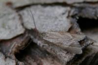 Diurnea lipsiella