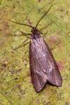 Diurnea lipsiella
