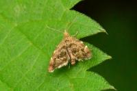 Anthophila fabriciana