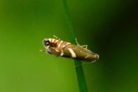 Glyphipterix forsterella
