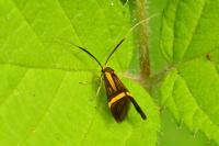 Nemophora degeerella