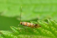 Phyllonorycter klemannella