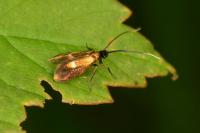 Cauchas fibulella