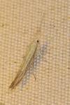 Coleophora