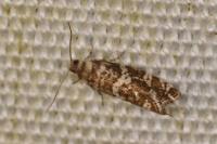 Epinotia tedella