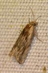 Eucosma gr. cana