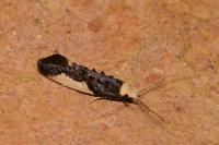 Monopis monachella