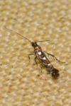Parectopa ononidis