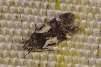 Teleiodes luculella