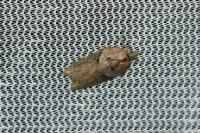 Acleris hastiana