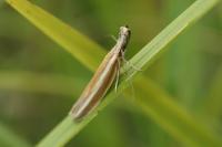 Pleurota aristella