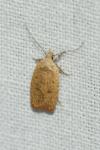Agonopterix irrorata