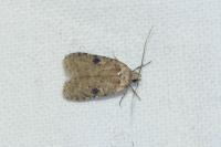Agonopterix propinquella