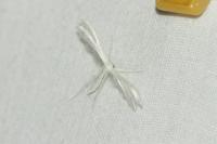 Pterophorus pentadactylus