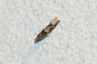 Crocidosema plebejana