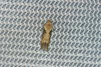 Scrobipalpa costella