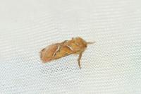 Triodia sylvina