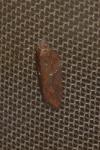 Acleris