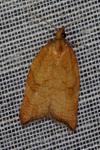 Acleris rhombana