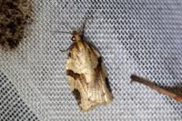 Clepsis spectrana