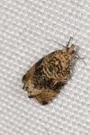 Celypha lacunana