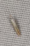 Coleophora