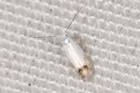Leucoptera spartifoliella