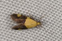 Oecophora bractella