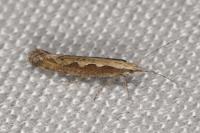 Plutella xylostella