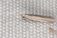 Coleophora