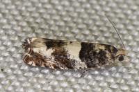 Epinotia demarniana