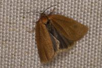 Aphelia viburnana