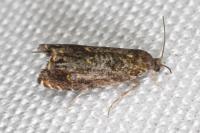Enarmonia formosana