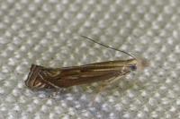 Isophrictis
