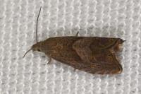 Dichrorampha simpliciana
