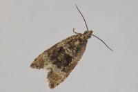 Celypha lacunana
