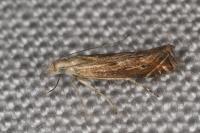 Isophrictis