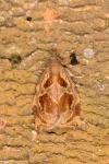Archips crataegana