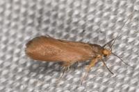 Crassa unitella